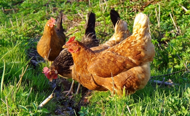 Яйца – диетический продукт