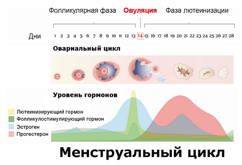 Можно ли забеременеть во время месячных